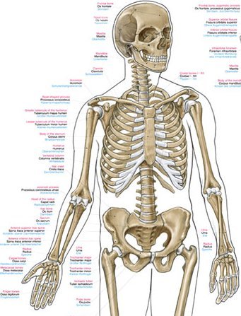 Anatomie poster Skelet Groot 70 x 100 cm