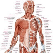 Anatomie poster