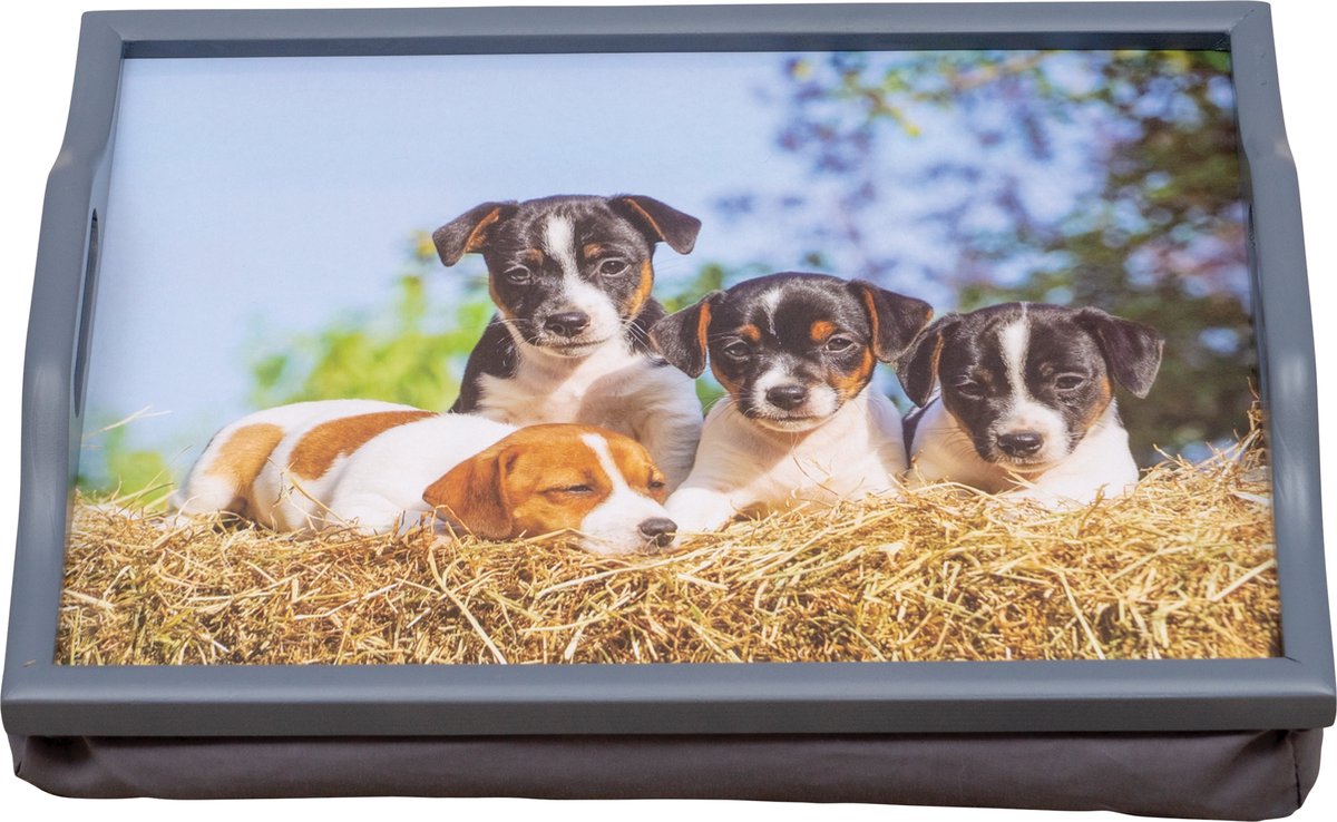 schoottafeltje puppys aidapt