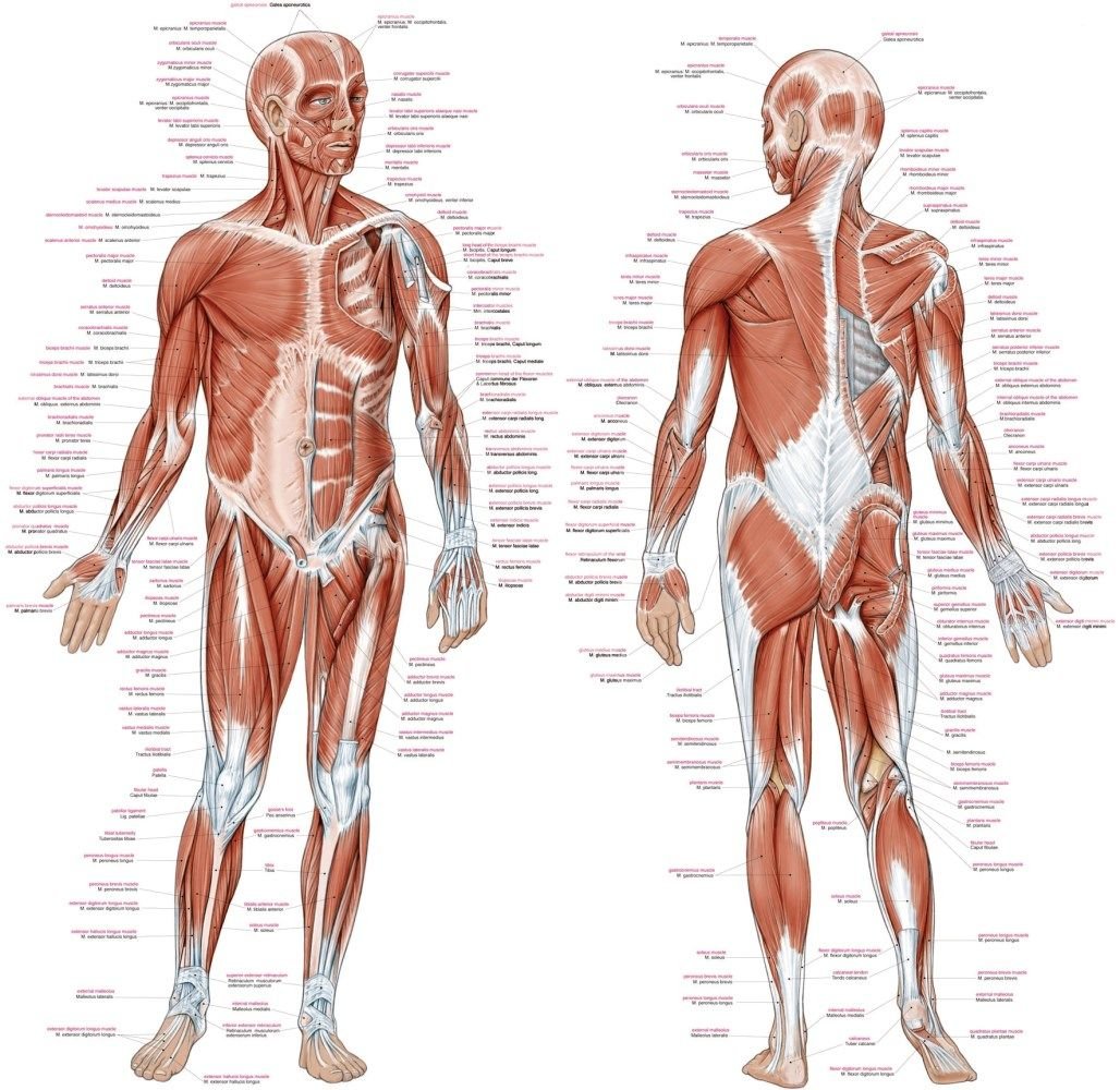 Anatomie poster Spieren Groot 70 x 100 cm