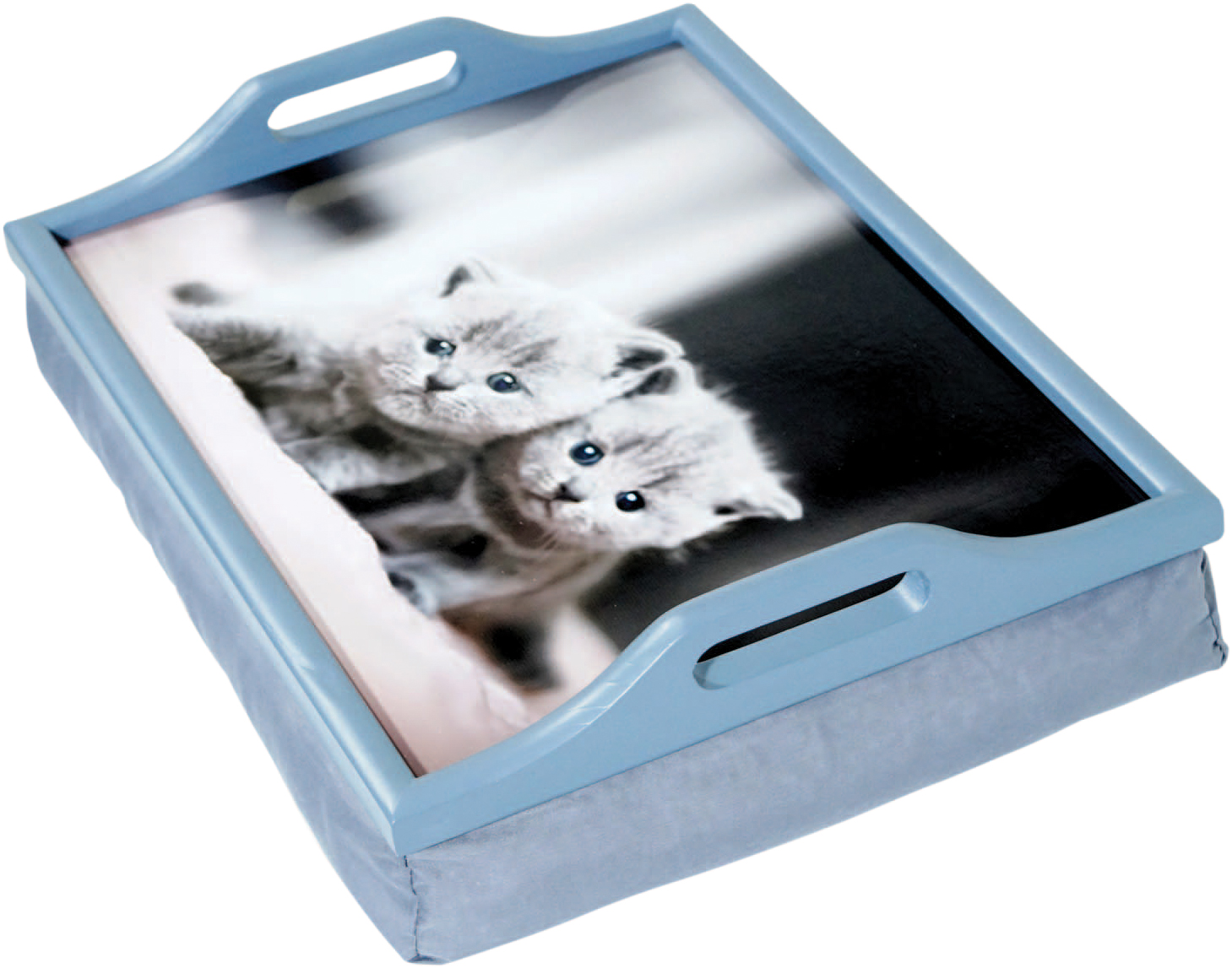 schoottafeltje kittens aidapt