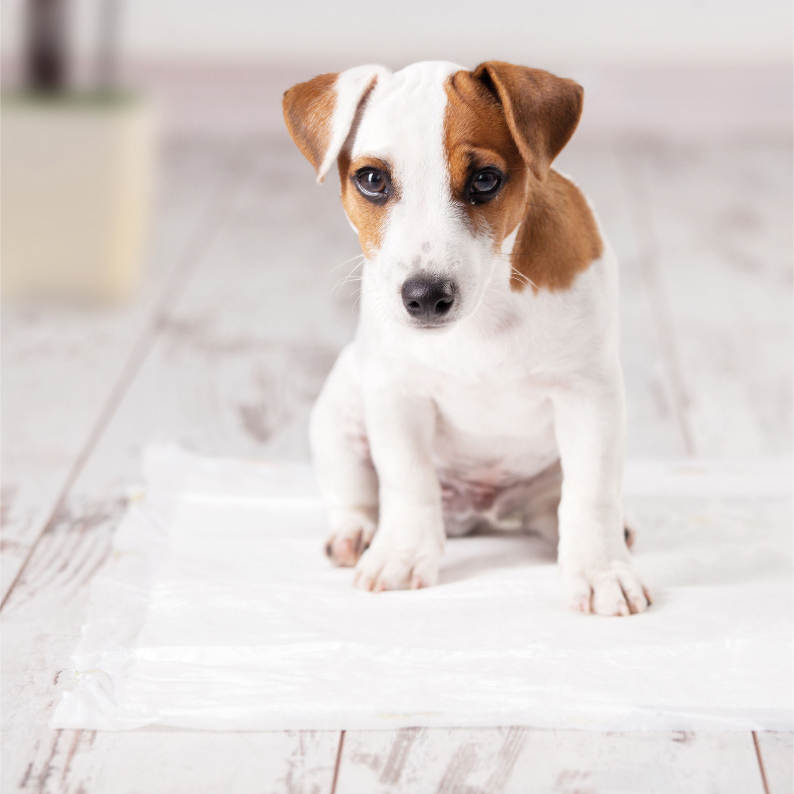 wegwerp incontinentie onderleggers aidapt