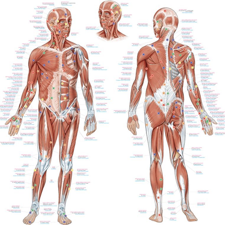 Anatomie poster Triggerpoints Groot 70 x 100 cm
