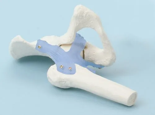 Heupgewricht met banden anatomie model