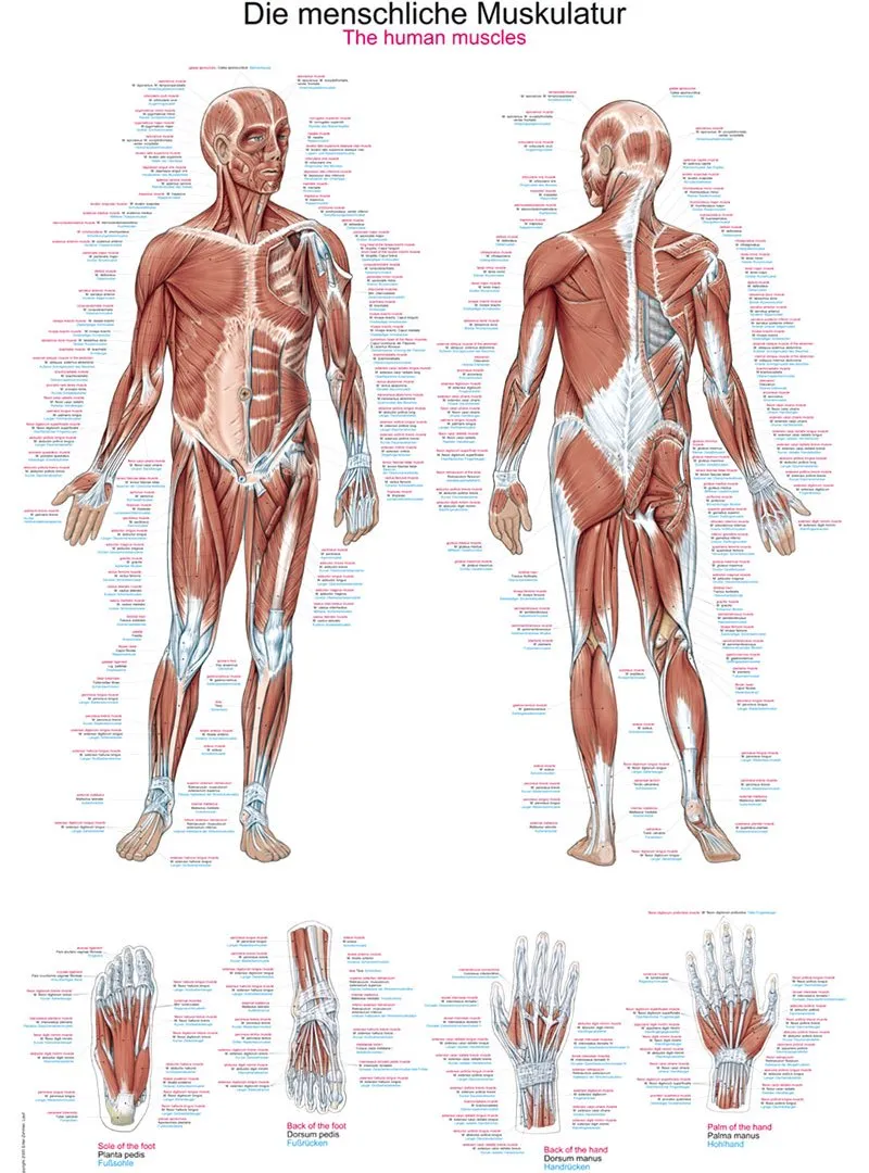 Kniekussen Anatomic